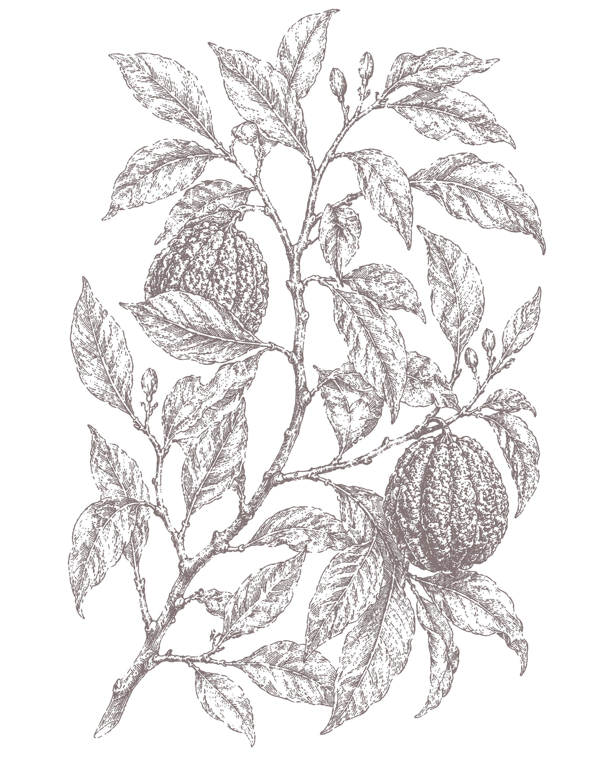 Bizzarria Eau de Parfum - Santa Maria Novella