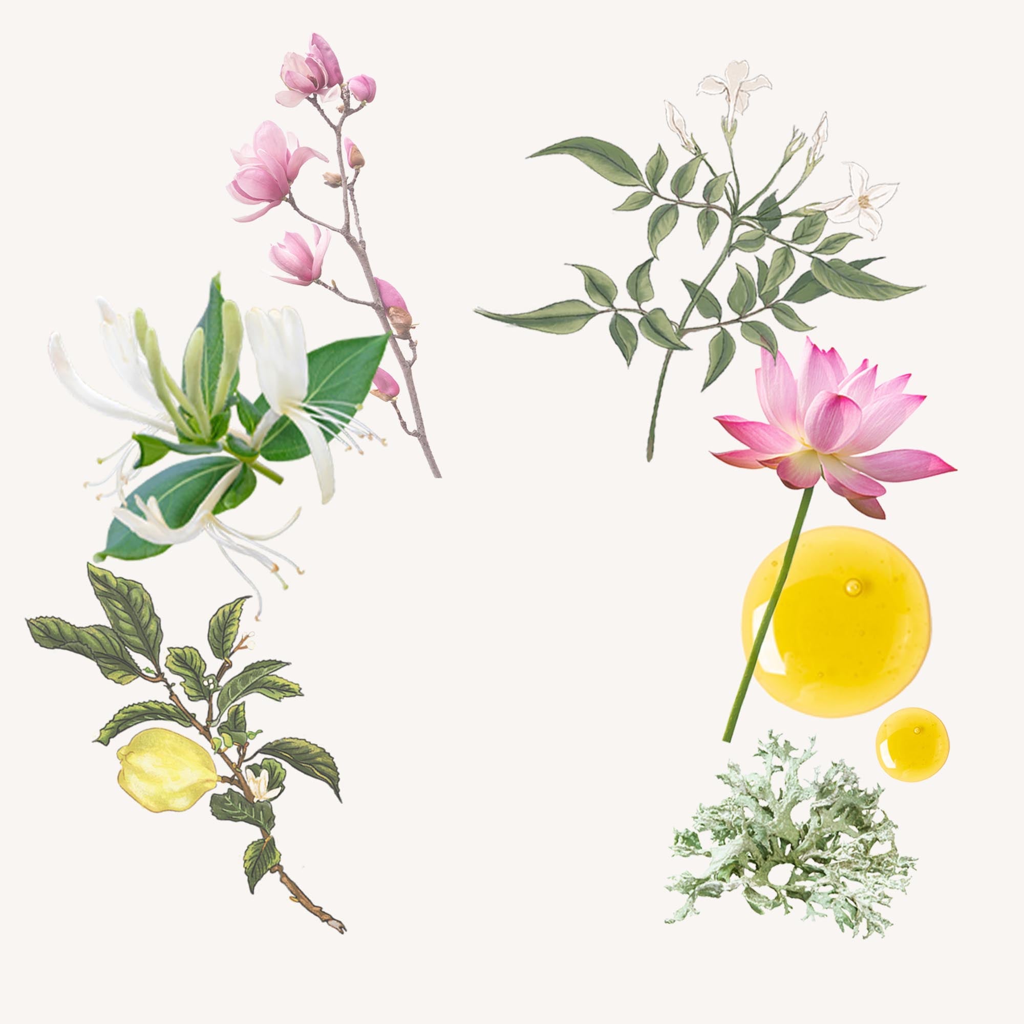 Fieno: Eau de Cologne - Santa Maria Novella