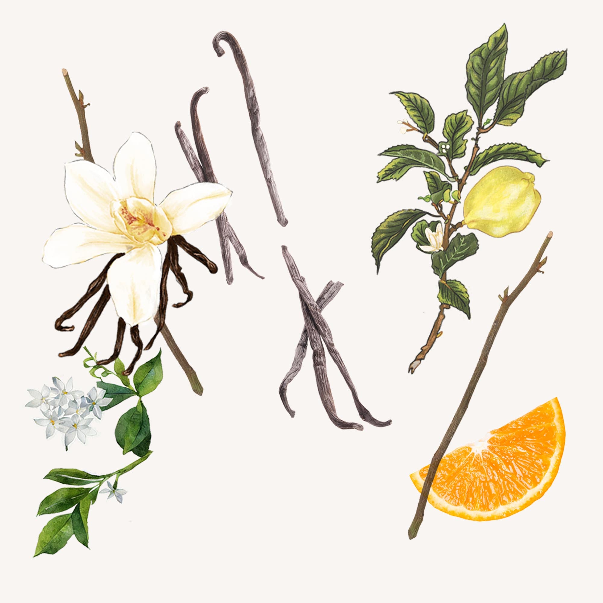 Marescialla: Eau de Cologne - Santa Maria Novella