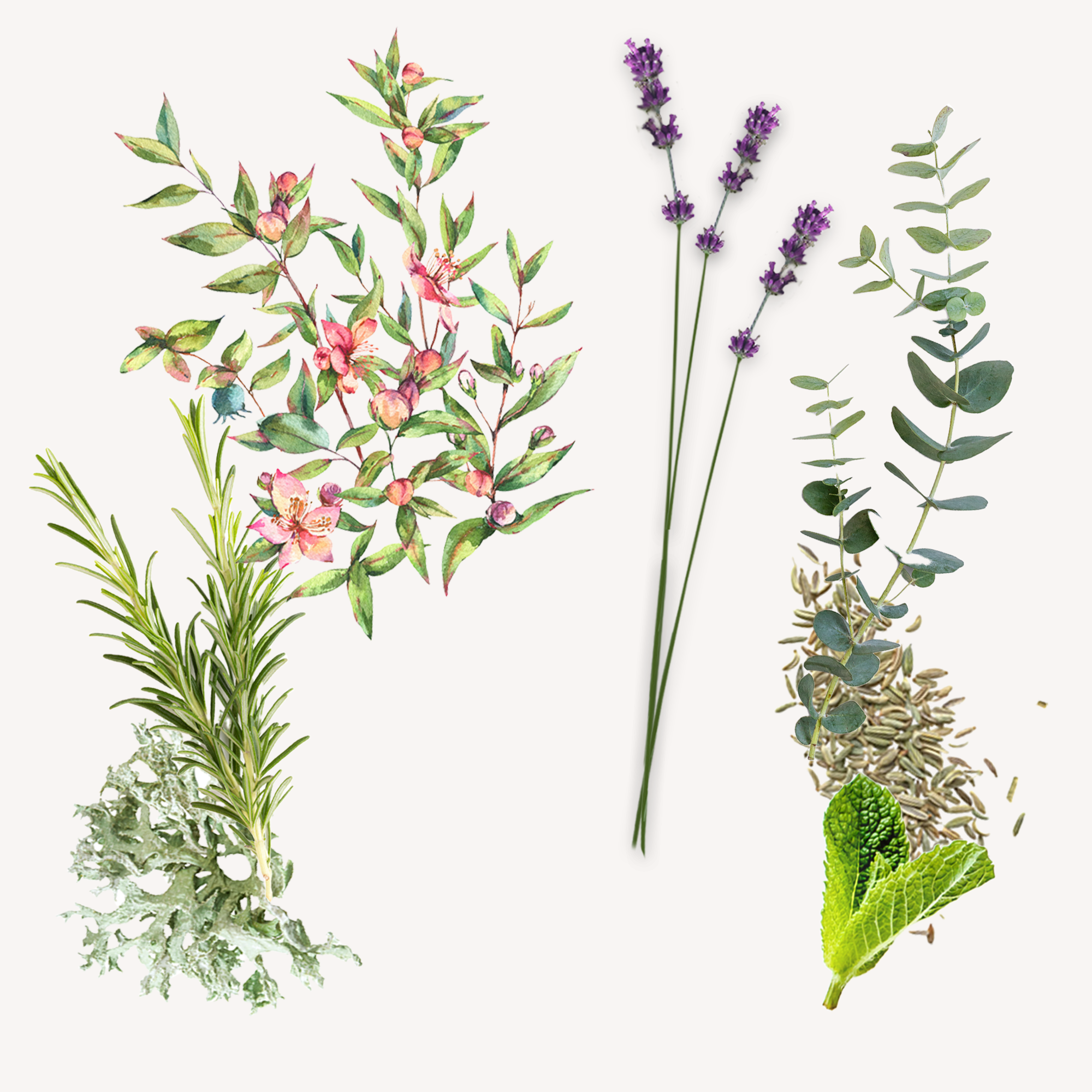 Marescialla: Eau de Cologne - Santa Maria Novella