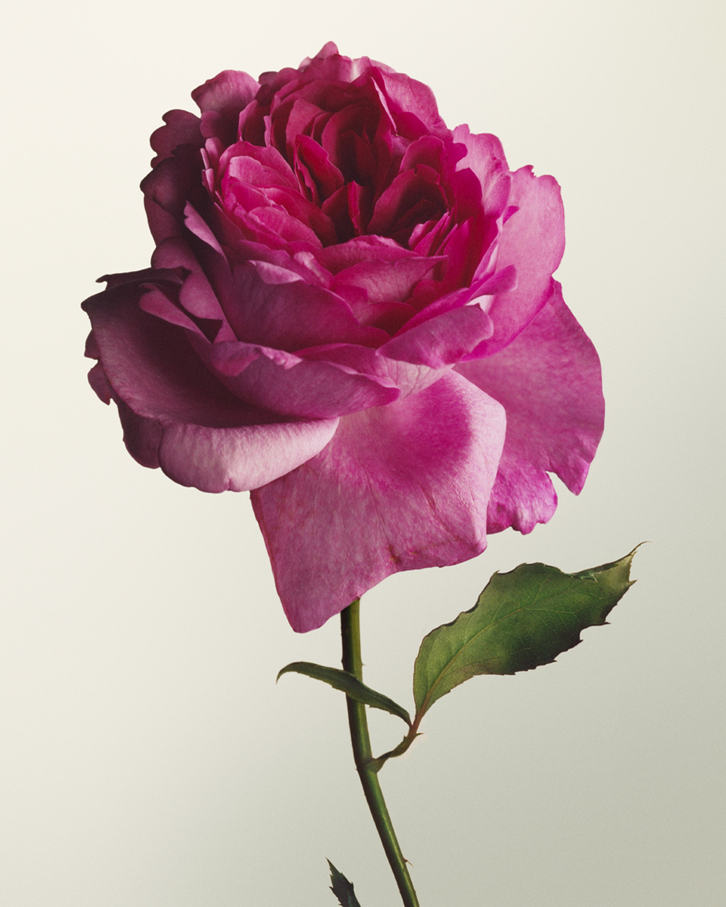 Rosa: Eau de Cologne - Santa Maria Novella