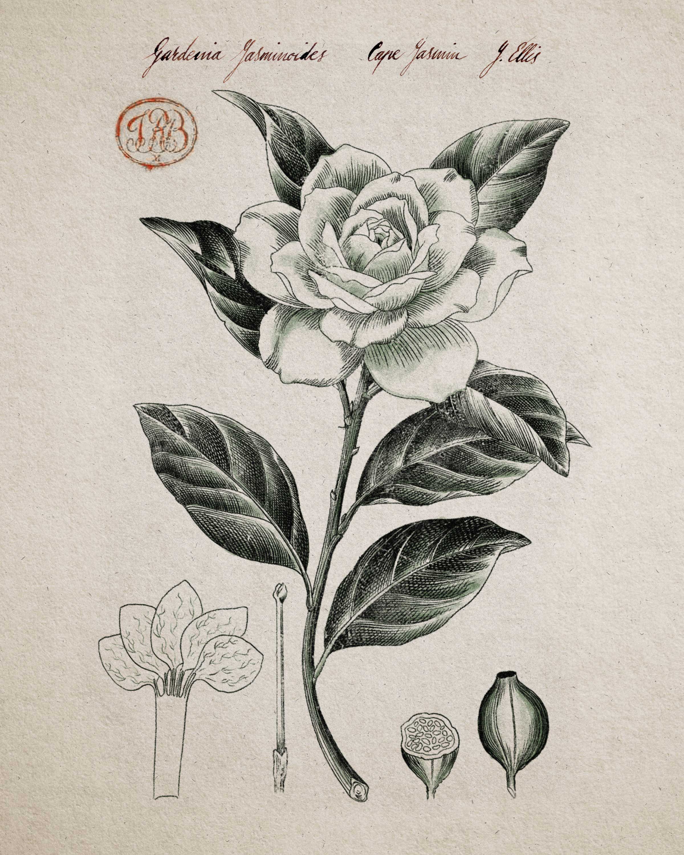 Rosa Gardenia: Eau de Cologne - Santa Maria Novella